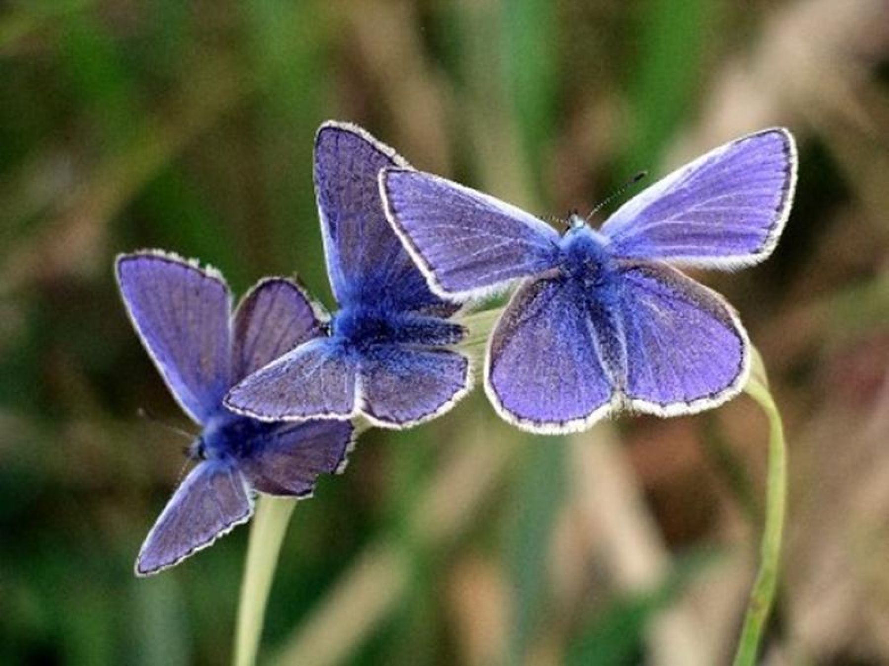 Butterflys-for-Metamorphic-workshop