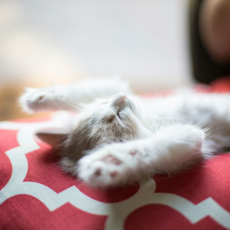 Kitten-unsplash