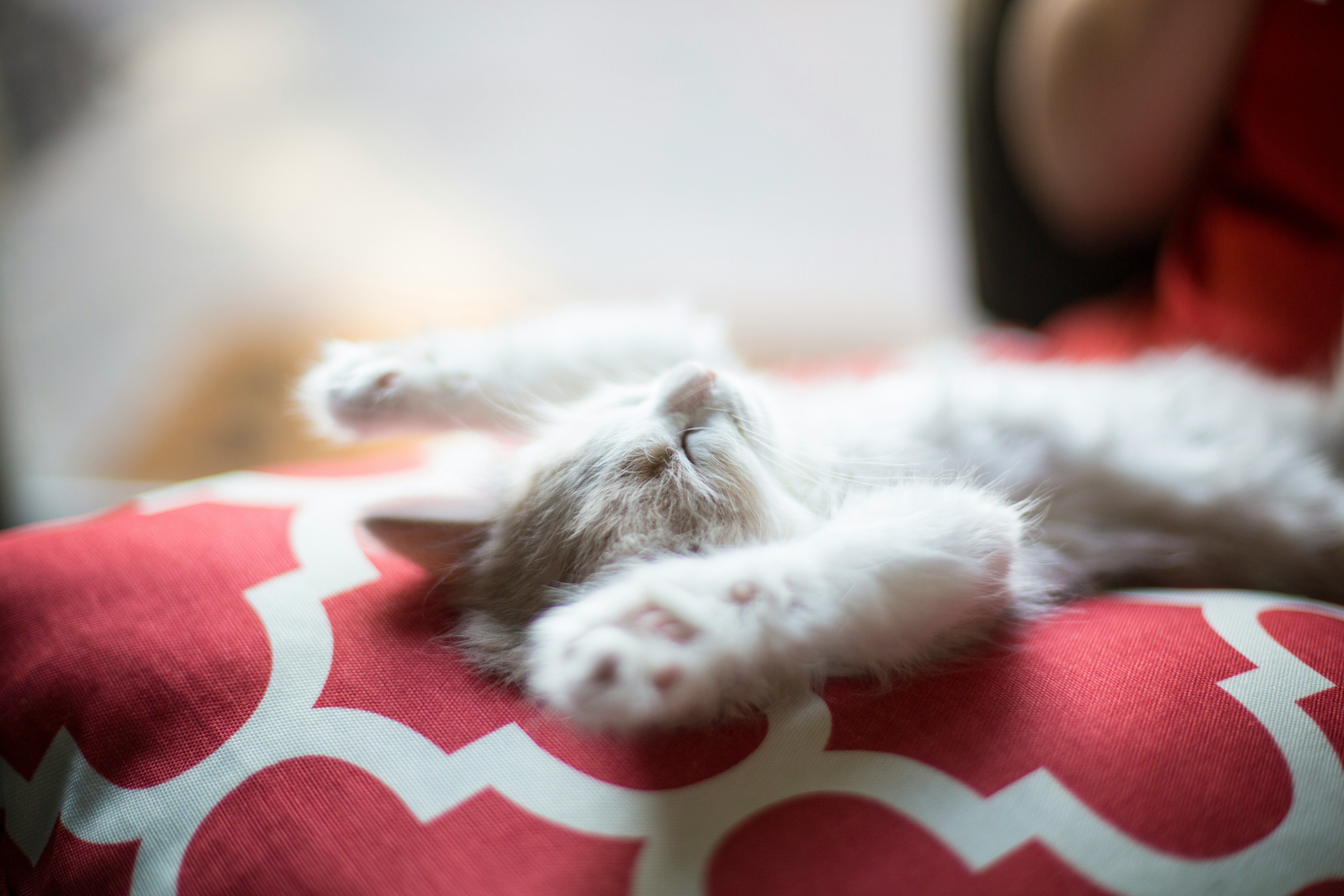 Kitten-unsplash