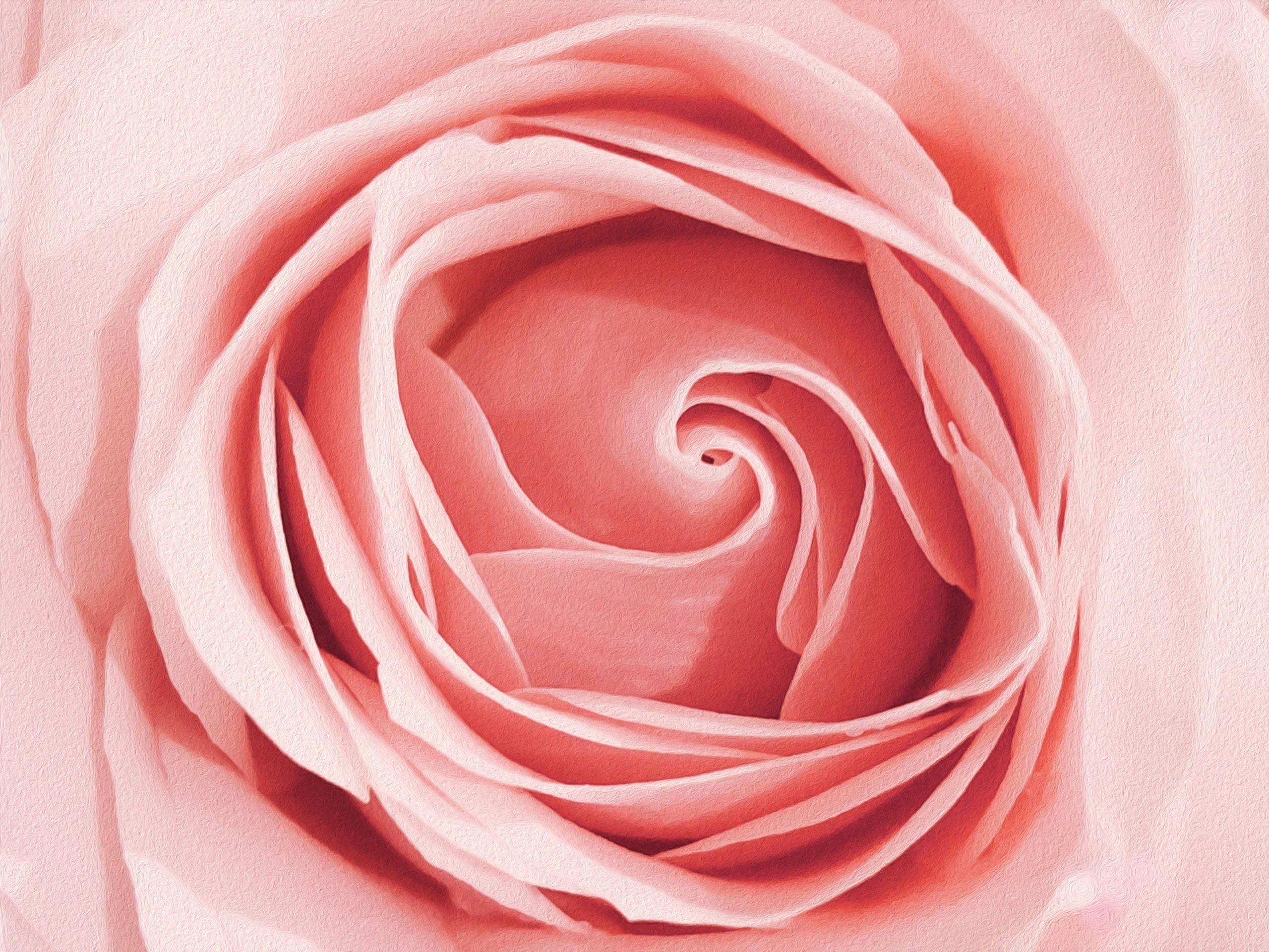 Rose-unsplash