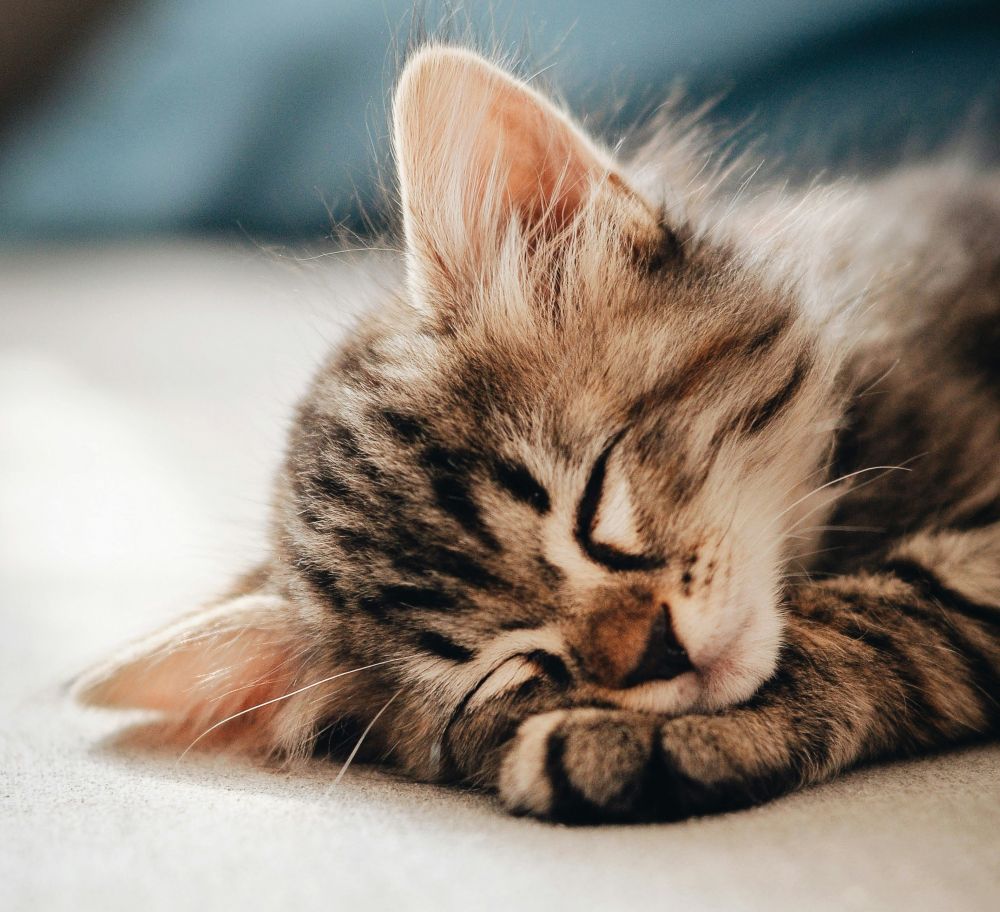 Kitten-sleeping-unsplash