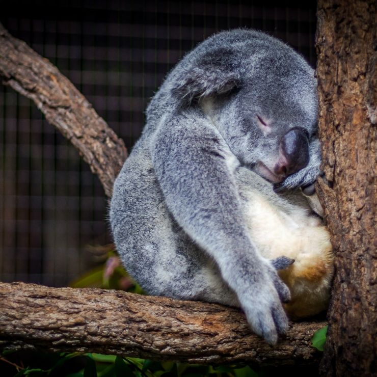 Sleeping-koala