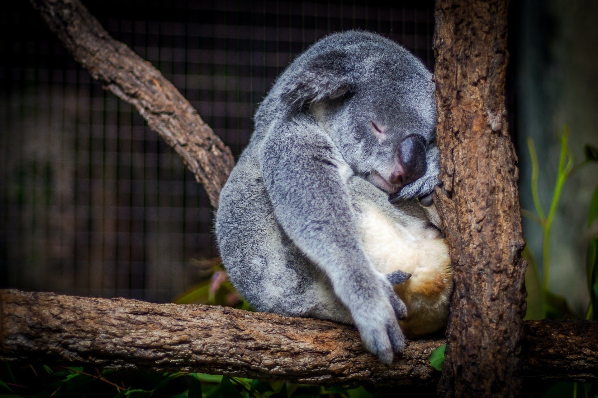Sleeping-koala