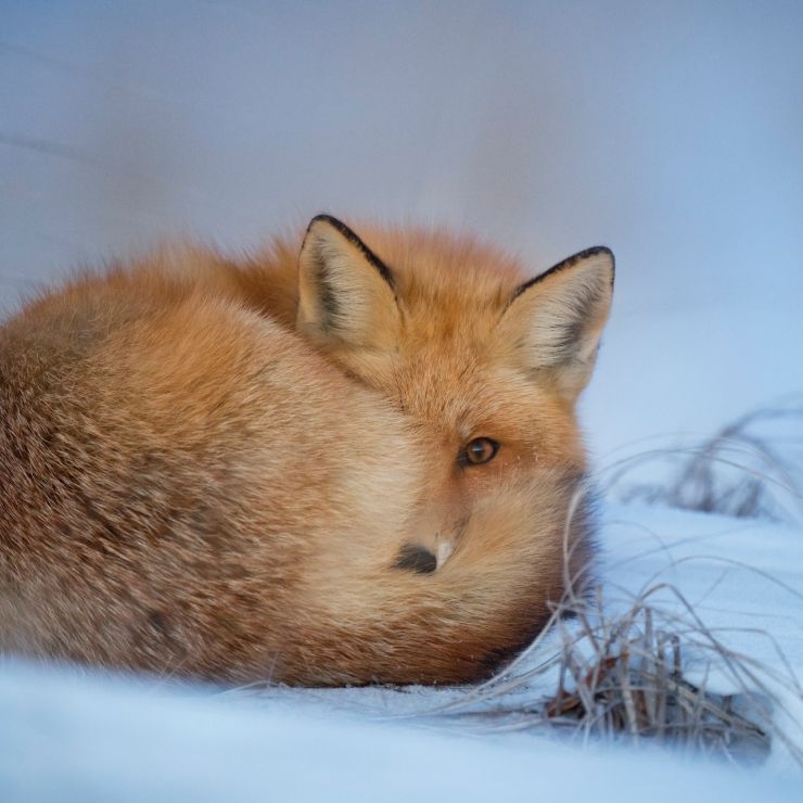 Winter-fox-unsplash