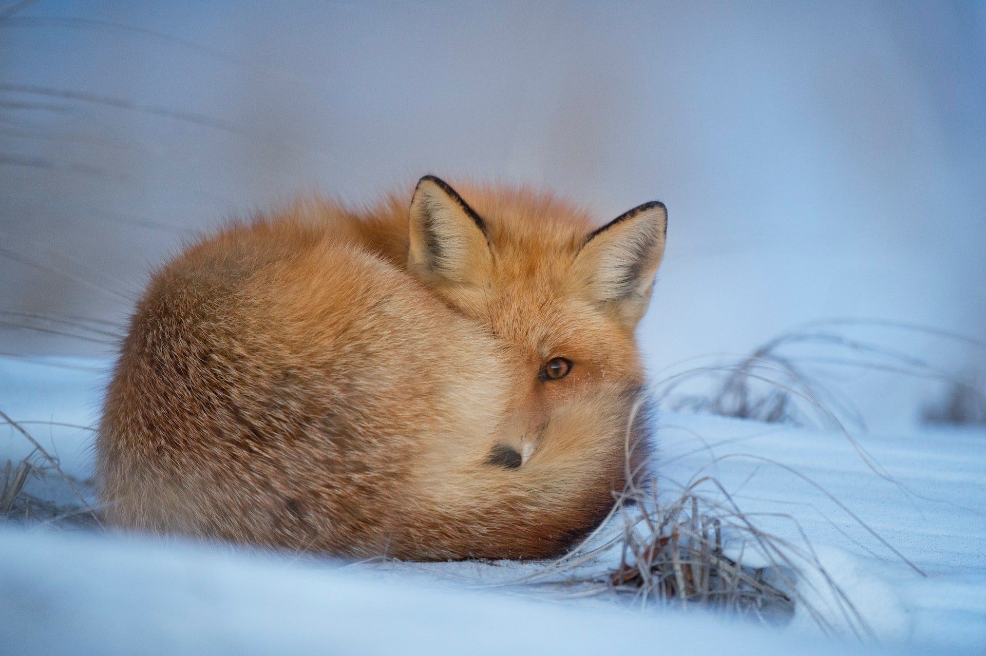 Winter-fox-unsplash